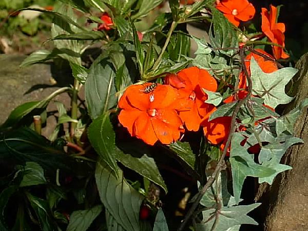  Bildname: IM000439.JPG 
 Breite: 640 Pixel 
 H�he: 480 Pixel 
 Gr�sse: 65 kB 