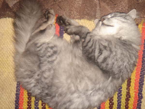  Bildname: DSC04485.jpg 
 Breite: 600 Pixel 
 H�he: 450 Pixel 
 Gr�sse: 57 kB 